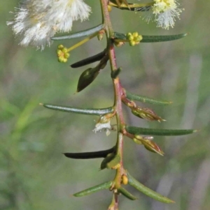 Acacia genistifolia at O'Connor, ACT - 1 Oct 2020