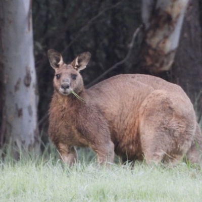 Macropus giganteus (Eastern Grey Kangaroo) at Wonga Wetlands - 15 Sep 2020 by WingsToWander
