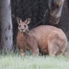 Macropus giganteus (Eastern Grey Kangaroo) at - 15 Sep 2020 by WingsToWander