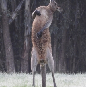 Macropus giganteus at Albury - 16 Sep 2020 06:38 AM