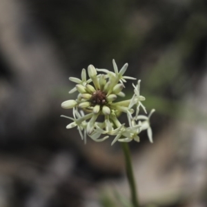 Stackhousia monogyna at Holt, ACT - 1 Oct 2020 02:17 PM