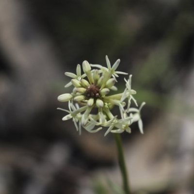 Stackhousia monogyna (Creamy Candles) at Aranda Bushland - 1 Oct 2020 by AlisonMilton