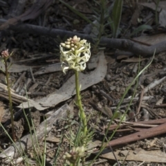 Stackhousia monogyna at Holt, ACT - 1 Oct 2020 02:17 PM