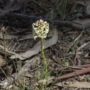 Stackhousia monogyna at Holt, ACT - 1 Oct 2020 02:17 PM