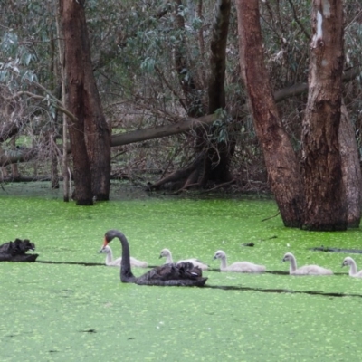Cygnus atratus (Black Swan) at Wonga Wetlands - 8 Sep 2020 by WingsToWander