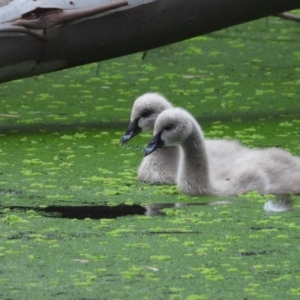 Cygnus atratus at Albury - 8 Sep 2020