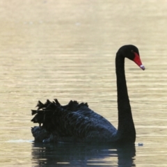 Cygnus atratus (Black Swan) at Wonga Wetlands - 16 Sep 2020 by WingsToWander