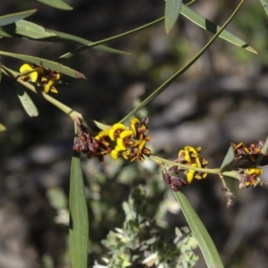 Daviesia mimosoides at Holt, ACT - 1 Oct 2020