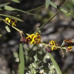 Daviesia mimosoides (Bitter Pea) at Holt, ACT - 1 Oct 2020 by AlisonMilton