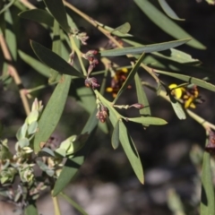 Daviesia mimosoides at Holt, ACT - 1 Oct 2020