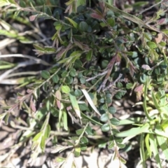 Bossiaea buxifolia (Matted Bossiaea) at Aranda Bushland - 1 Oct 2020 by AlisonMilton