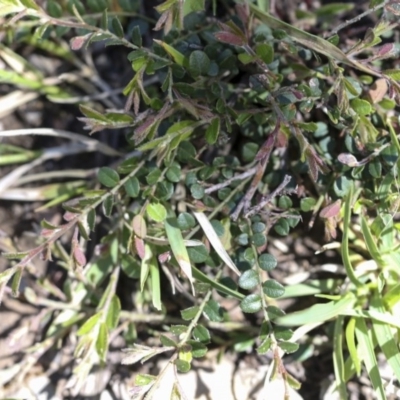 Bossiaea buxifolia (Matted Bossiaea) at Holt, ACT - 1 Oct 2020 by AlisonMilton