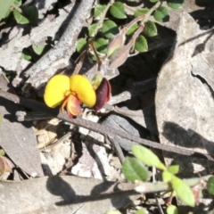 Bossiaea buxifolia at Holt, ACT - 1 Oct 2020