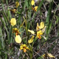 Diuris nigromontana (Black Mountain Leopard Orchid) at Dryandra St Woodland - 30 Sep 2020 by ConBoekel