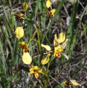 Diuris nigromontana at O'Connor, ACT - suppressed