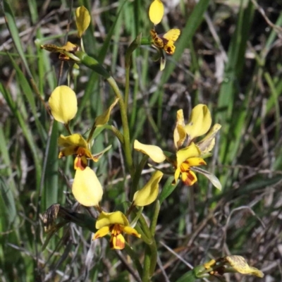 Diuris nigromontana (Black Mountain Leopard Orchid) at Dryandra St Woodland - 30 Sep 2020 by ConBoekel