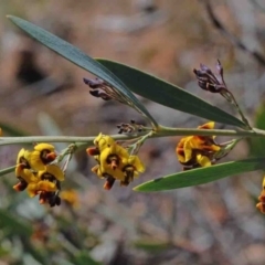 Daviesia mimosoides (Bitter Pea) at O'Connor, ACT - 30 Sep 2020 by ConBoekel