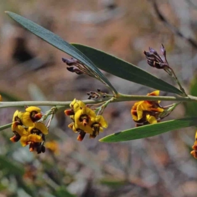 Daviesia mimosoides (Bitter Pea) at Dryandra St Woodland - 30 Sep 2020 by ConBoekel