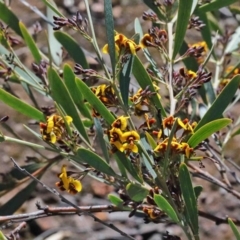 Daviesia mimosoides at O'Connor, ACT - 1 Oct 2020