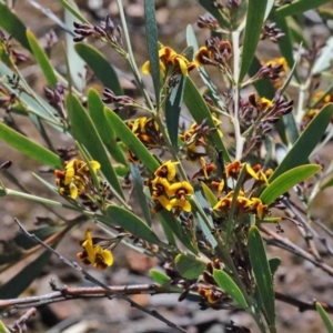 Daviesia mimosoides at O'Connor, ACT - 1 Oct 2020