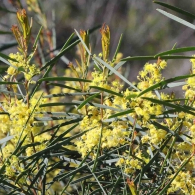Acacia boormanii (Snowy River Wattle) at Dryandra St Woodland - 30 Sep 2020 by ConBoekel