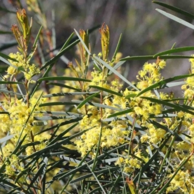 Acacia boormanii (Snowy River Wattle) at O'Connor, ACT - 1 Oct 2020 by ConBoekel