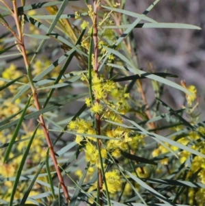 Acacia boormanii at O'Connor, ACT - 1 Oct 2020