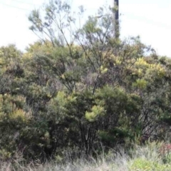 Acacia boormanii at O'Connor, ACT - 1 Oct 2020