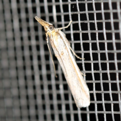 Etiella behrii (Lucerne Seed Web Moth) at O'Connor, ACT - 17 Sep 2020 by ibaird