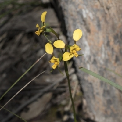 Diuris nigromontana (Black Mountain Leopard Orchid) at Aranda Bushland - 1 Oct 2020 by AlisonMilton