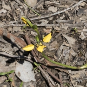 Diuris nigromontana at Holt, ACT - 1 Oct 2020