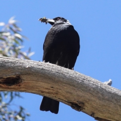 Gymnorhina tibicen (Australian Magpie) at Red Hill to Yarralumla Creek - 1 Oct 2020 by JackyF