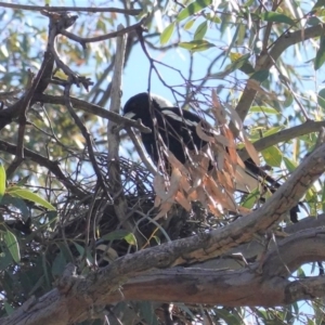 Gymnorhina tibicen at Deakin, ACT - 1 Oct 2020