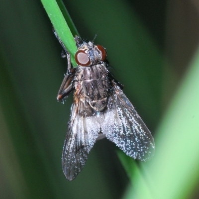 Entomophthora sp. (genus) (Puppeteer Fungus) at Bruce, ACT - 27 Sep 2020 by Harrisi