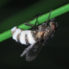 Entomophthora sp. (genus) at Bruce, ACT - 27 Sep 2020