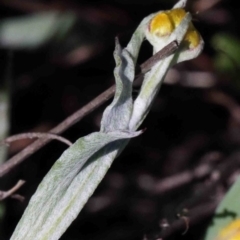 Chrysocephalum apiculatum (Common Everlasting) at O'Connor, ACT - 1 Oct 2020 by ConBoekel