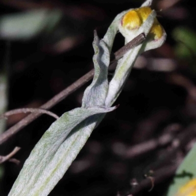 Chrysocephalum apiculatum (Common Everlasting) at O'Connor, ACT - 30 Sep 2020 by ConBoekel