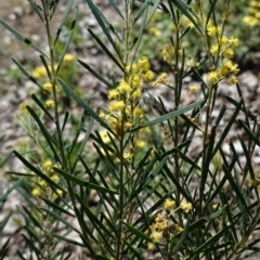 Acacia boormanii (Snowy River Wattle) at Deakin, ACT - 1 Oct 2020 by JackyF