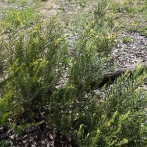 Acacia boormanii at Deakin, ACT - 1 Oct 2020