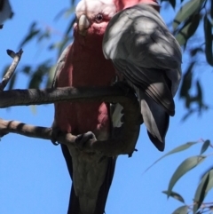 Eolophus roseicapilla (Galah) at Hughes Grassy Woodland - 1 Oct 2020 by JackyF