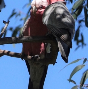 Eolophus roseicapilla at Hughes, ACT - 1 Oct 2020