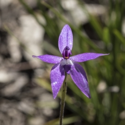 Glossodia major (Wax Lip Orchid) at Molonglo Valley, ACT - 1 Oct 2020 by AlisonMilton