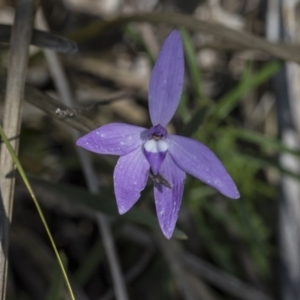 Glossodia major at Point 4598 - 1 Oct 2020