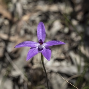 Glossodia major at Point 4598 - 1 Oct 2020