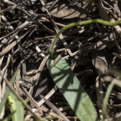 Glossodia major at Point 4598 - 1 Oct 2020