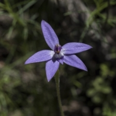 Glossodia major at Point 4598 - 1 Oct 2020