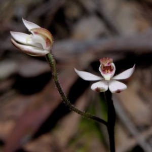 Caladenia sp. at Kaleen, ACT - 30 Sep 2020