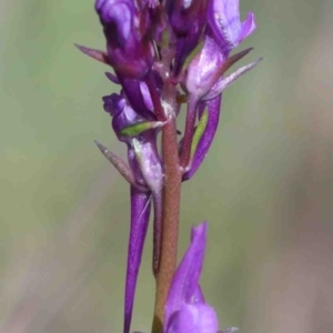 Linaria pelisseriana at O'Connor, ACT - 1 Oct 2020