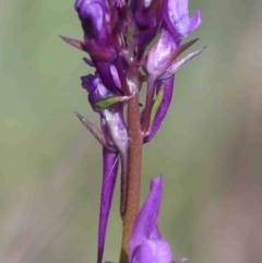 Linaria pelisseriana (Pelisser's Toadflax) at O'Connor, ACT - 30 Sep 2020 by ConBoekel