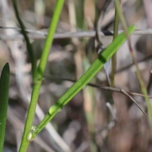 Linaria pelisseriana at O'Connor, ACT - 1 Oct 2020